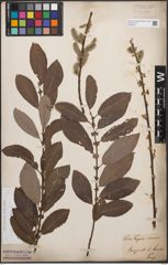 Foto von Salix cinerea L.